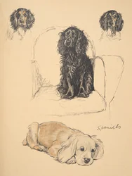 Spaniels, 1930, illustrazioni dal suo Sketch Book usato per 